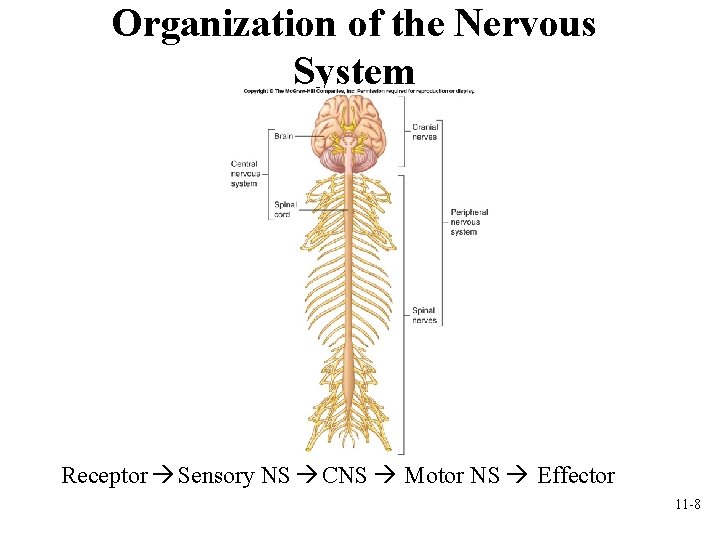 Organization of the Nervous System Receptor Sensory NS CNS Motor NS Effector 11 -8 Organization of the Nervous System Receptor Sensory NS CNS Motor NS Effector 11 -8