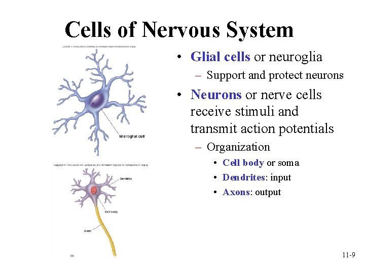 Cells of Nervous System • Glial cells or neuroglia – Support and protect neurons Cells of Nervous System • Glial cells or neuroglia – Support and protect neurons