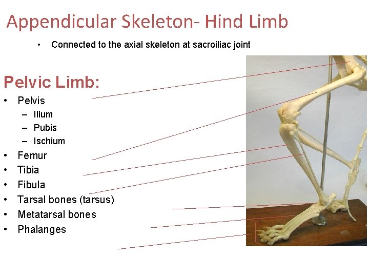 Appendicular Skeleton- Hind Limb • Connected to the axial skeleton at sacroiliac joint Pelvic