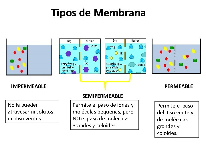 Tipos de Membrana IMPERMEABLE SEMIPERMEABLE No la pueden atravesar ni solutos ni disolventes. Permite