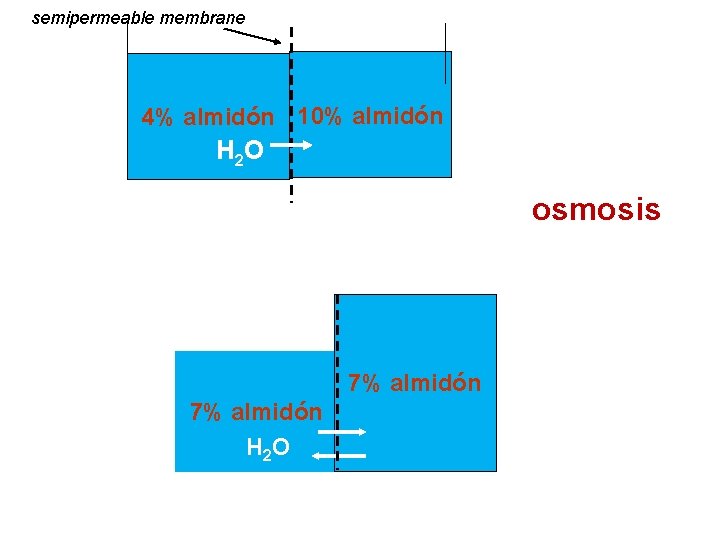 semipermeable membrane 4% almidón 10% almidón H 2 O osmosis 7% almidón H 2