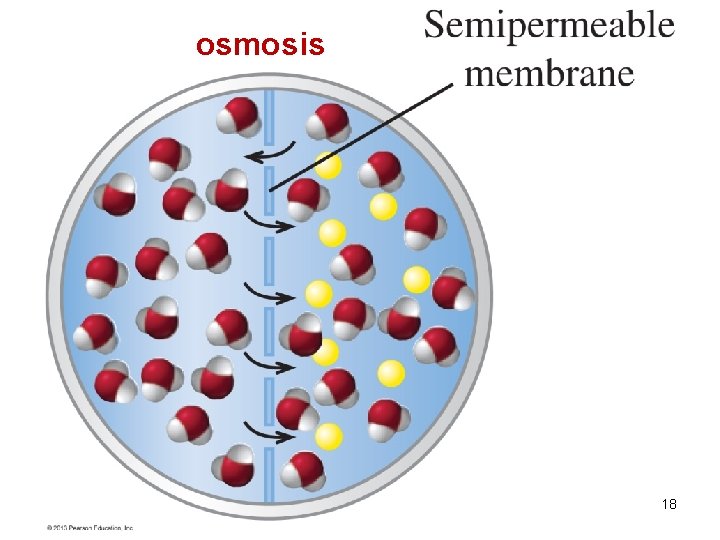 osmosis 18 