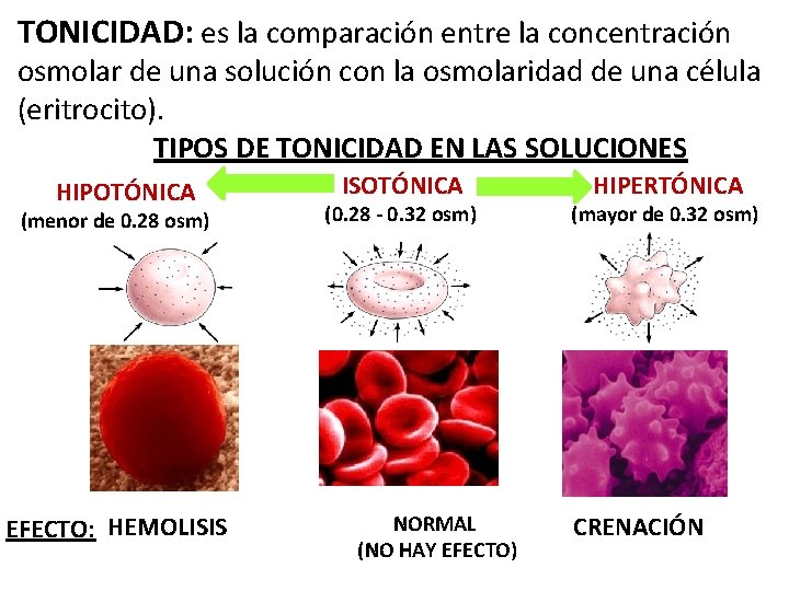 TONICIDAD: es la comparación entre la concentración osmolar de una solución con la osmolaridad