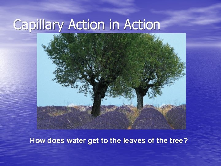 Capillary Action in Action How does water get to the leaves of the tree?