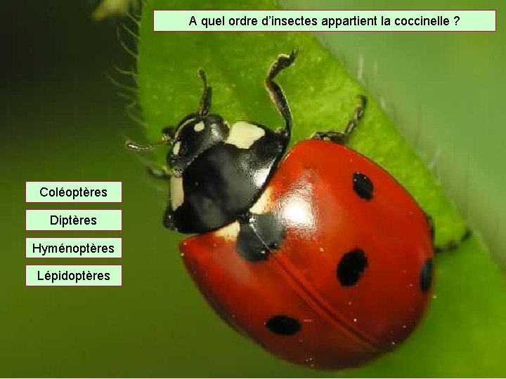 A quel ordre d’insectes appartient la coccinelle ? Coléoptères Diptères Hyménoptères Lépidoptères 