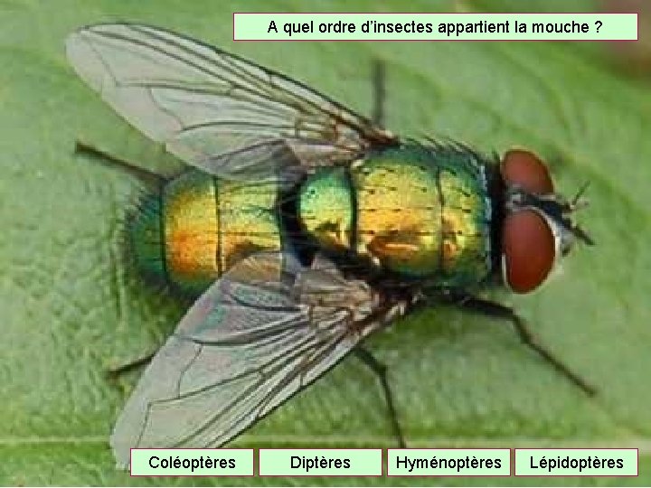A quel ordre d’insectes appartient la mouche ? Coléoptères Diptères Hyménoptères Lépidoptères 
