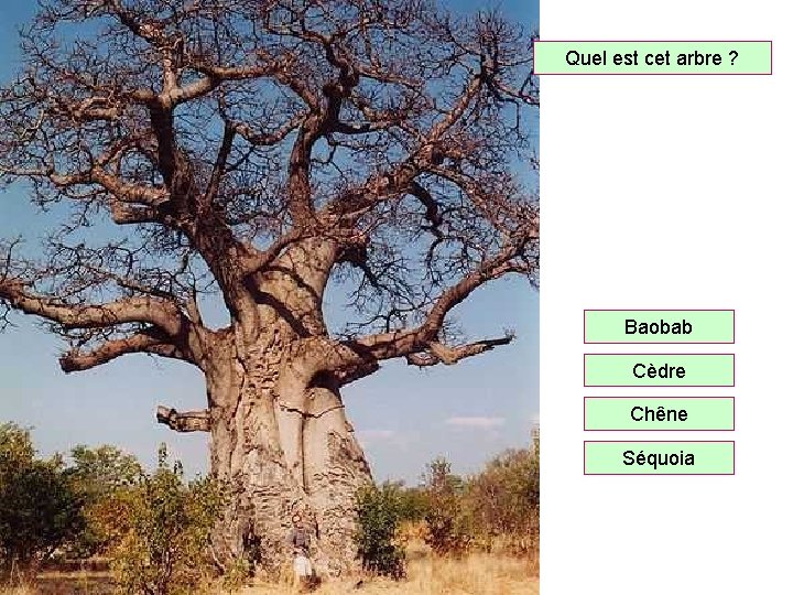 Quel est cet arbre ? Baobab Cèdre Chêne Séquoia 