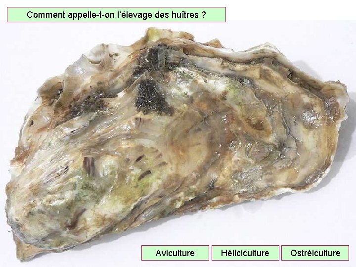 Comment appelle-t-on l’élevage des huîtres ? Aviculture Héliciculture Ostréiculture 