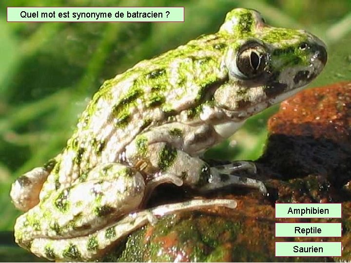 Quel mot est synonyme de batracien ? Amphibien Reptile Saurien 