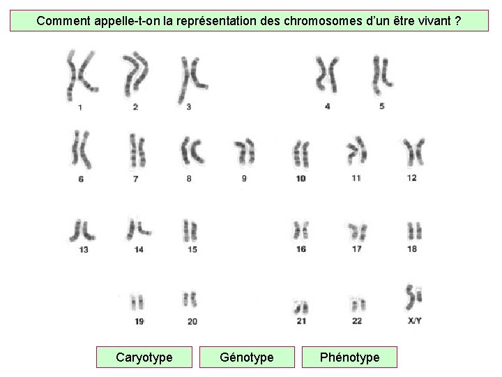 Comment appelle-t-on la représentation des chromosomes d’un être vivant ? Caryotype Génotype Phénotype 