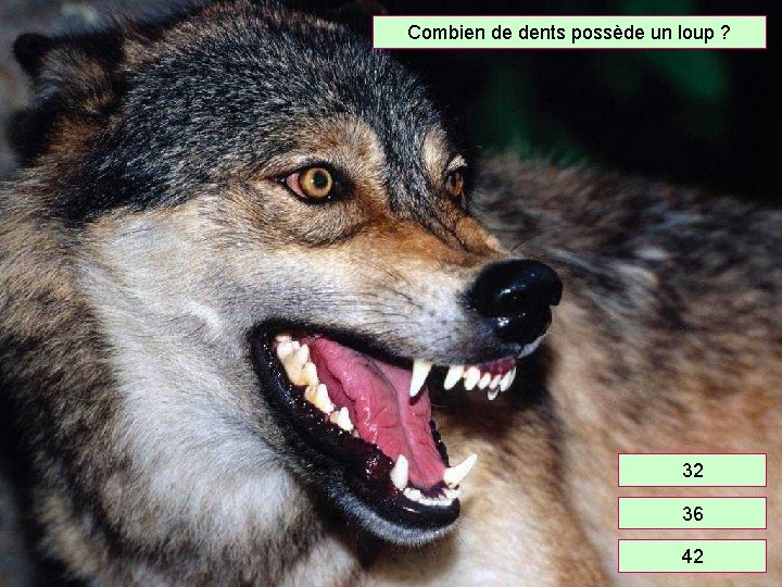 Combien de dents possède un loup ? 32 36 42 