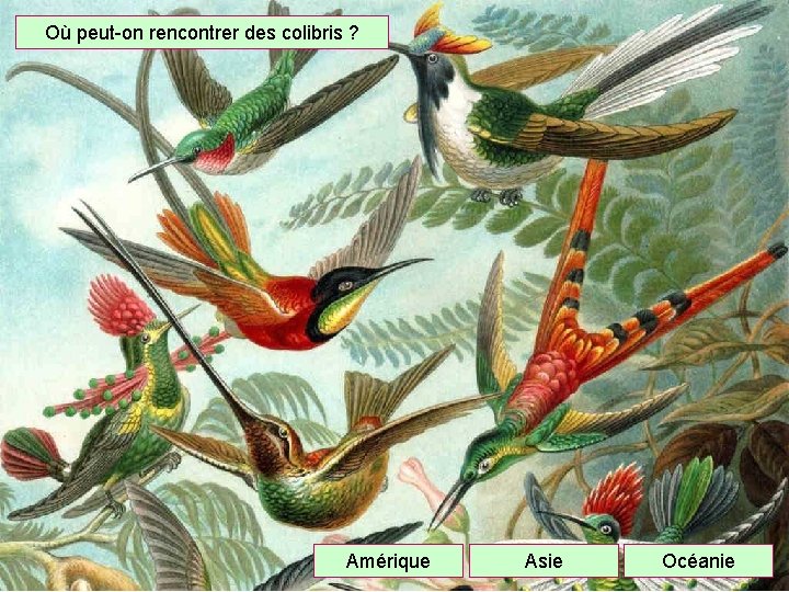 Où peut-on rencontrer des colibris ? Amérique Asie Océanie 