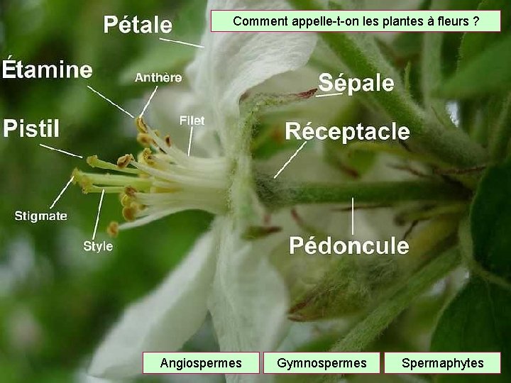 Comment appelle-t-on les plantes à fleurs ? Angiospermes Gymnospermes Spermaphytes 