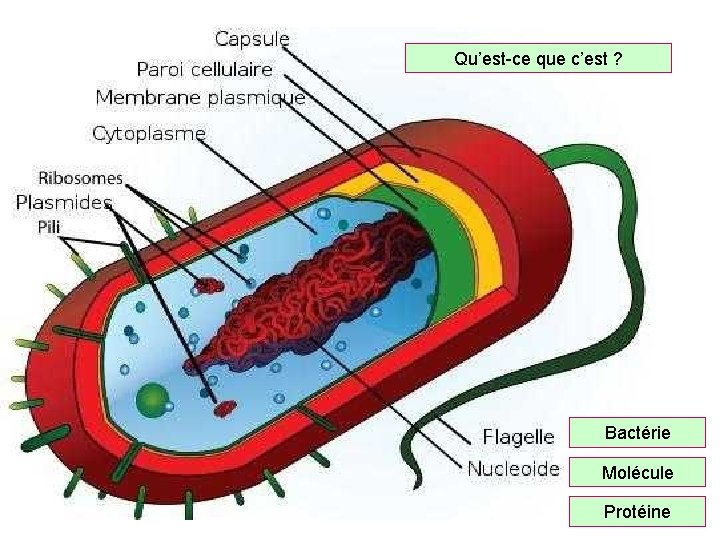 Qu’est-ce que c’est ? Bactérie Molécule Protéine 