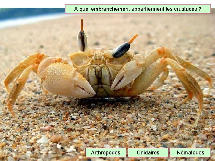 A quel embranchement appartiennent les crustacés ? Arthropodes Cnidaires Nématodes 