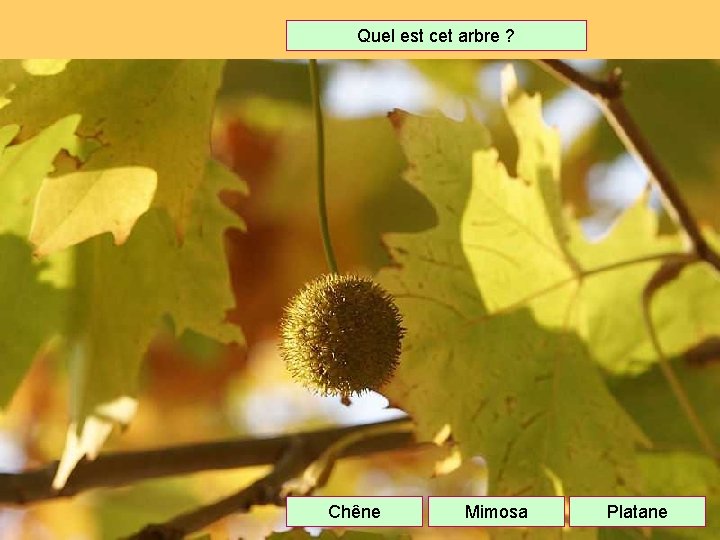 Quel est cet arbre ? Chêne Mimosa Platane 