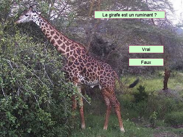 La girafe est un ruminant ? Vrai Faux 