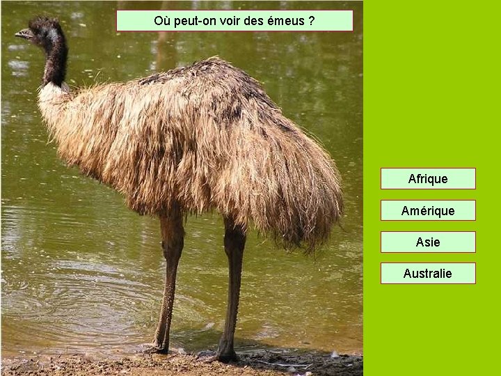 Où peut-on voir des émeus ? Afrique Amérique Asie Australie 