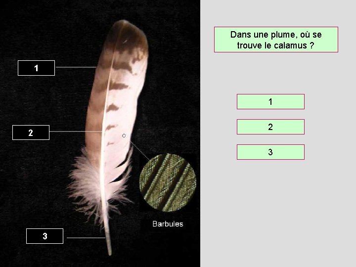 Dans une plume, où se trouve le calamus ? 1 1 2 2 3