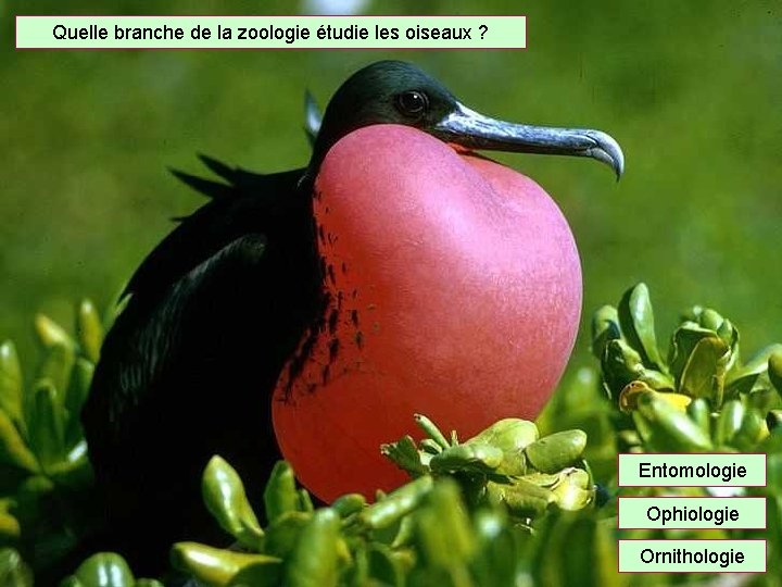 Quelle branche de la zoologie étudie les oiseaux ? Entomologie Ophiologie Ornithologie 