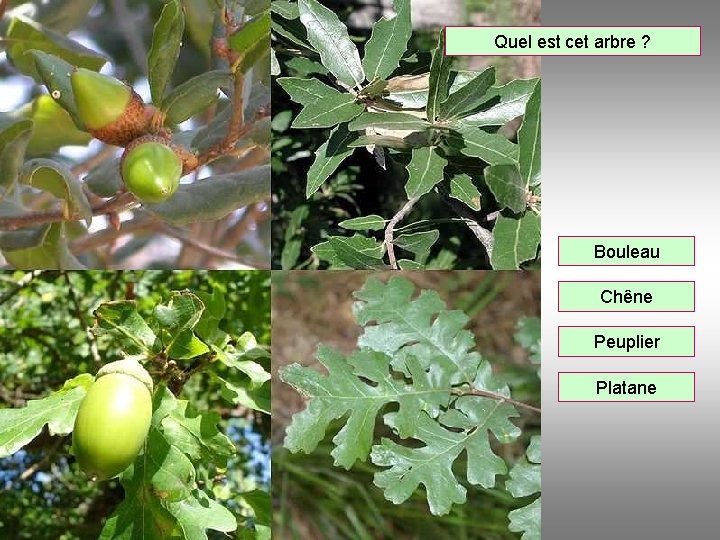 Quel est cet arbre ? Bouleau Chêne Peuplier Platane 