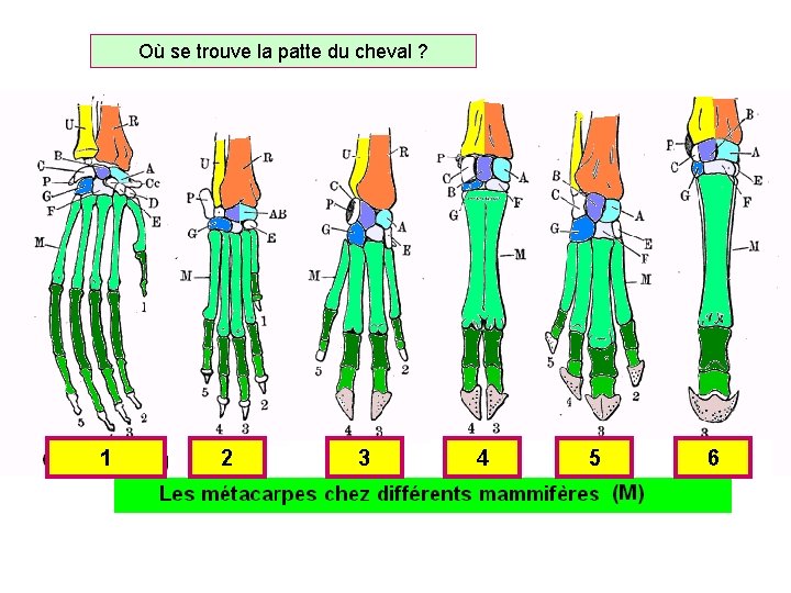 Où se trouve la patte du cheval ? 1 2 3 4 5 6