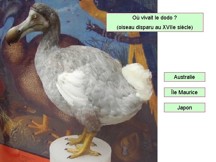 Où vivait le dodo ? (oiseau disparu au XVIIe siècle) Australie Île Maurice Japon