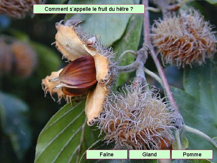 Comment s’appelle le fruit du hêtre ? Faîne Gland Pomme 