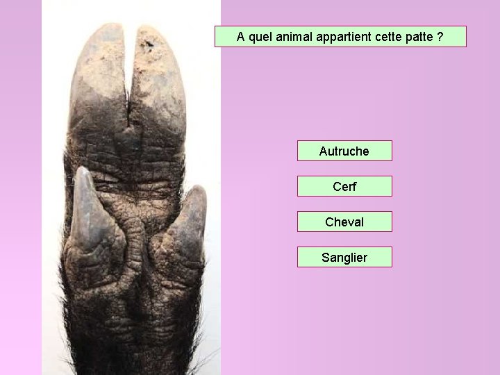 A quel animal appartient cette patte ? Autruche Cerf Cheval Sanglier 