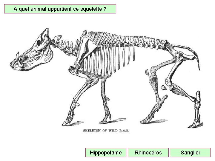 A quel animal appartient ce squelette ? Hippopotame Rhinocéros Sanglier 