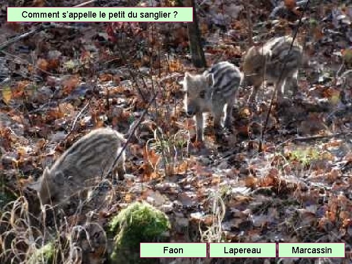 Comment s’appelle le petit du sanglier ? Faon Lapereau Marcassin 