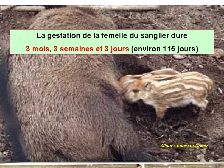 La gestation de la femelle du sanglier dure 3 mois, 3 semaines et 3