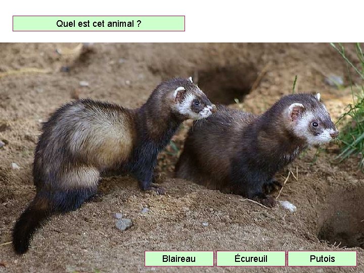 Quel est cet animal ? Blaireau Écureuil Putois 