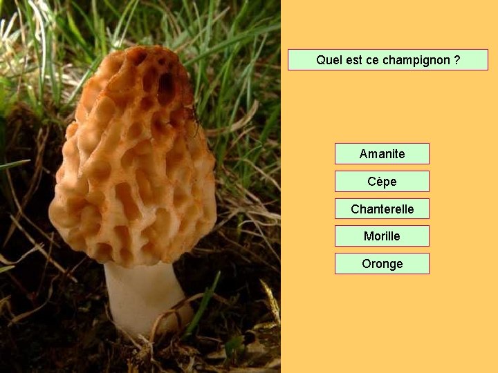 Quel est ce champignon ? Amanite Cèpe Chanterelle Morille Oronge 