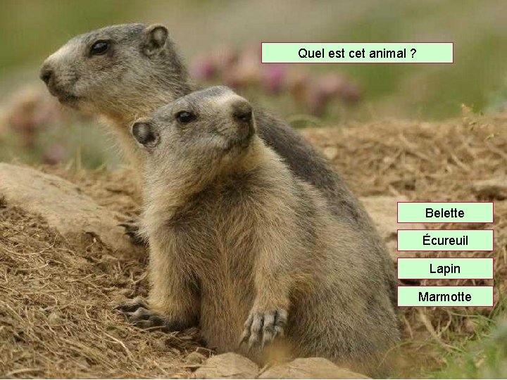 Quel est cet animal ? Belette Écureuil Lapin Marmotte 