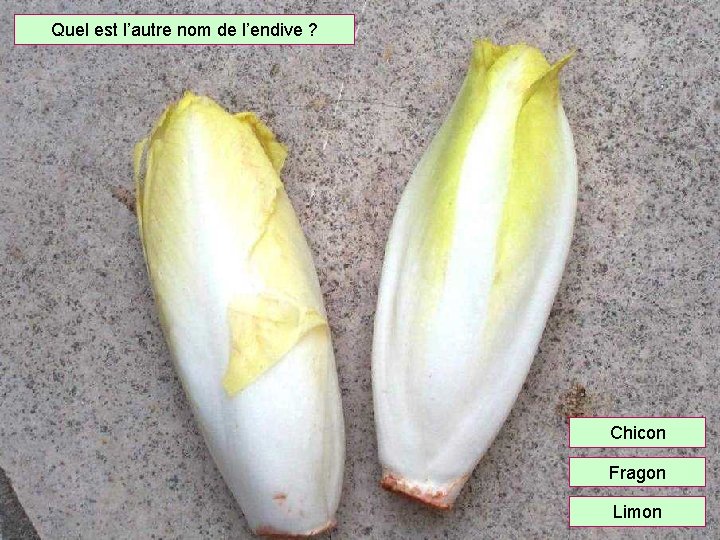 Quel est l’autre nom de l’endive ? Chicon Fragon Limon 