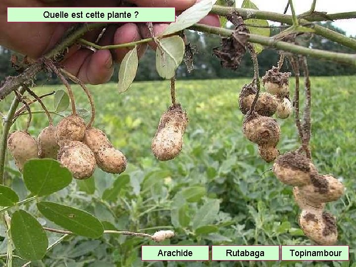 Quelle est cette plante ? Arachide Rutabaga Topinambour 