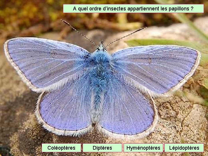 A quel ordre d’insectes appartiennent les papillons ? Coléoptères Diptères Hyménoptères Lépidoptères 