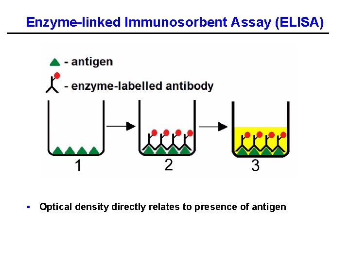 Enzyme-linked Immunosorbent Assay (ELISA) § Optical density directly relates to presence of antigen 