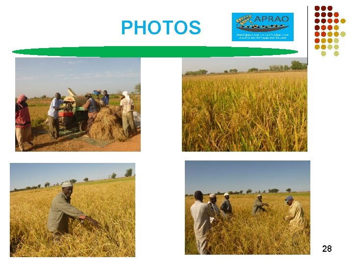 Projet GCPRAF453SPA Amlioration de la Production de Riz