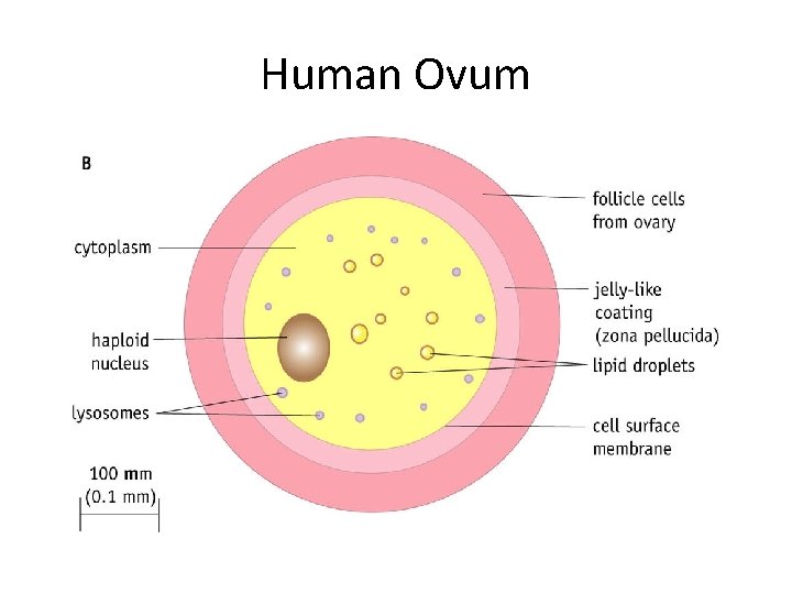 Human Ovum 