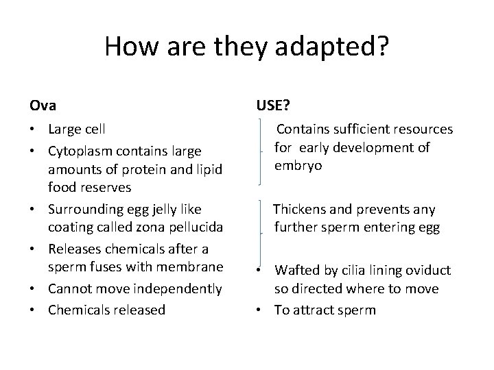 How are they adapted? Ova USE? • Large cell • Cytoplasm contains large amounts