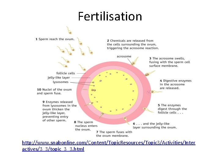 Fertilisation http: //www. snabonline. com/Content/Topic. Resources/Topic 3/Activities/Inter actives/3_3/topic_3_3. html 