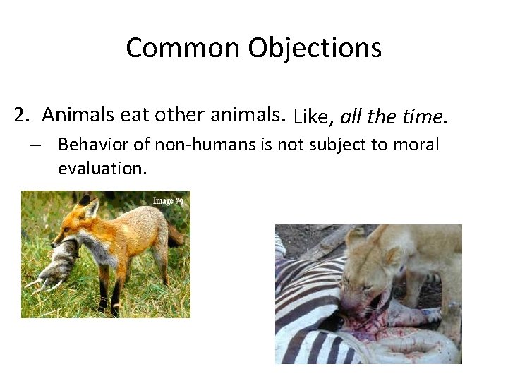 Common Objections 2. Animals eat other animals. Like, all the time. – Behavior of