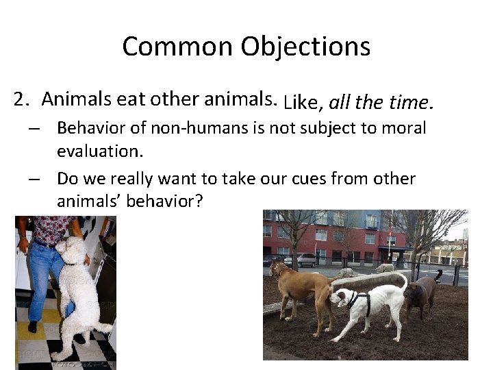 Common Objections 2. Animals eat other animals. Like, all the time. – Behavior of