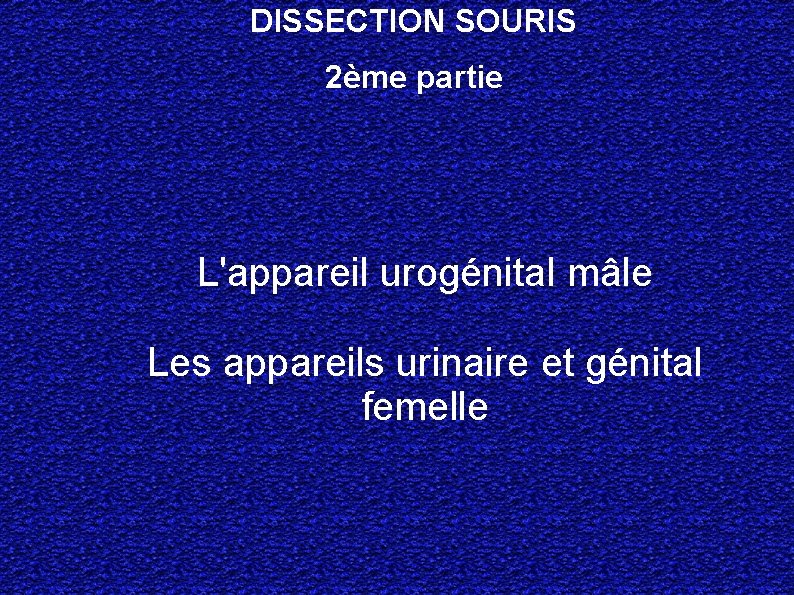 DISSECTION SOURIS 2ème partie L'appareil urogénital mâle Les appareils urinaire et génital femelle 