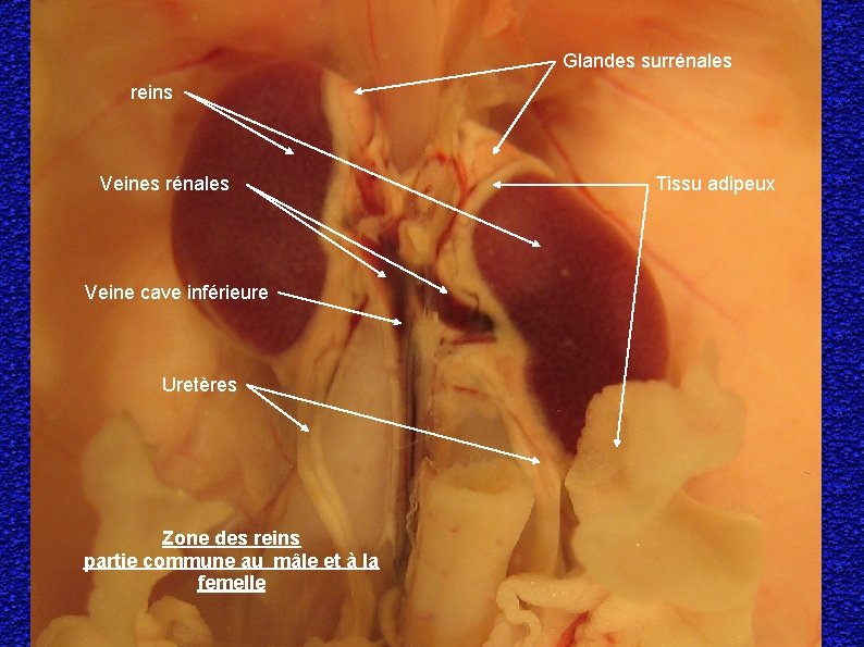 Glandes surrénales reins Veines rénales Veine cave inférieure Uretères Zone des reins partie commune