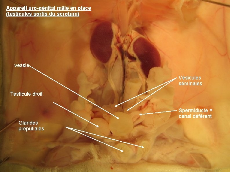 Appareil uro-génital mâle en place (testicules sortis du scrotum) vessie Vésicules séminales Testicule droit