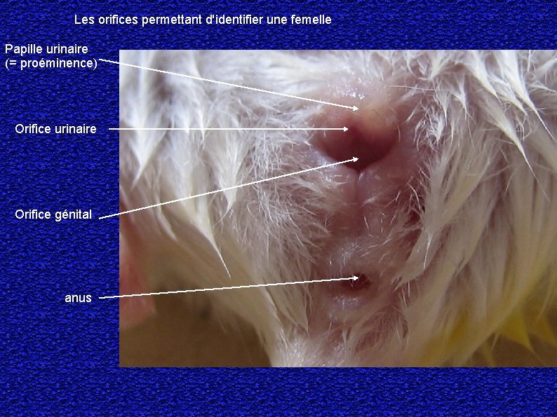 Les orifices permettant d'identifier une femelle Papille urinaire (= proéminence) Orifice urinaire Orifice génital