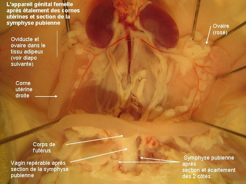 L'appareil génital femelle après étalement des cornes utérines et section de la symphyse pubienne